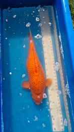 5 koi's, Dieren en Toebehoren