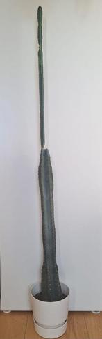 Cactus, Huis en Inrichting, Kamerplanten, Ophalen, 150 tot 200 cm, In pot, Cactus