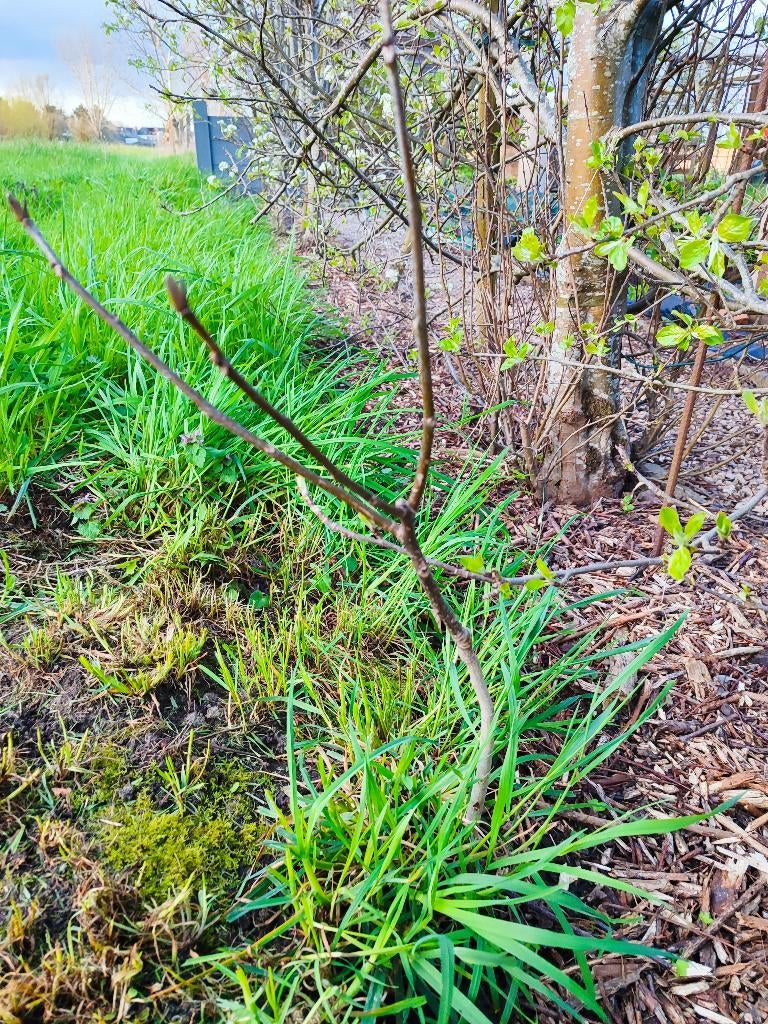 Notenboom, Tuin en Terras, Herfst, Overige soorten, Minder dan 100 cm, Ophalen