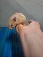 Jonge goudhamsters, handtam, Januari