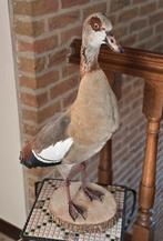 belle oie, Enlèvement ou Envoi, Neuf, Oiseaux, Animal empaillé