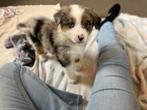 Knappe Australische herder pups, Dieren en Toebehoren, Parvo, België, 8 tot 15 weken, Meerdere