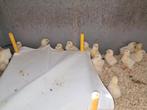 Kuikens poule de bresse, Dieren en Toebehoren, Pluimvee
