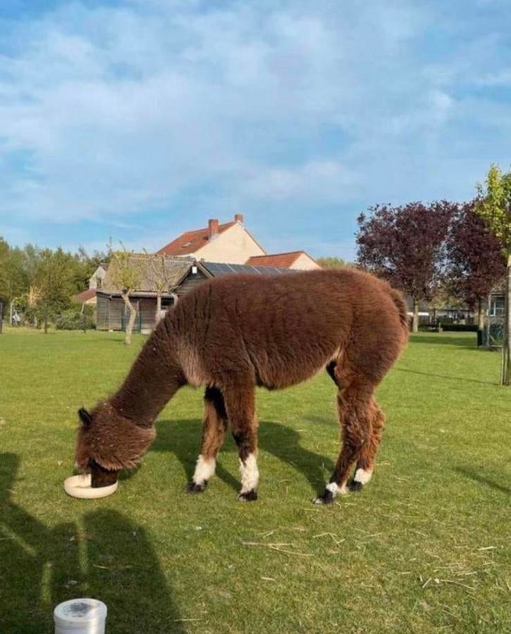 Tamme alpaca merrie, Dieren en Toebehoren, Overige Dieren, Vrouwelijk, Februari