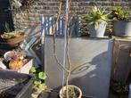 Vijgenboom, Jardin & Terrasse, Plantes | Arbres fruitiers, Enlèvement, Figuier