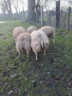 Texel rammen, Dieren en Toebehoren