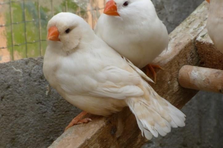2 Grote poppen zebravink isabel TT kwaliteit, Dieren en Toebehoren, Vogels | Overige Vogels, Geringd