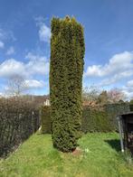 Taxus baccata, Tuin en Terras, Planten | Struiken en Hagen, Ophalen, Taxus, Struik, 250 cm of meer
