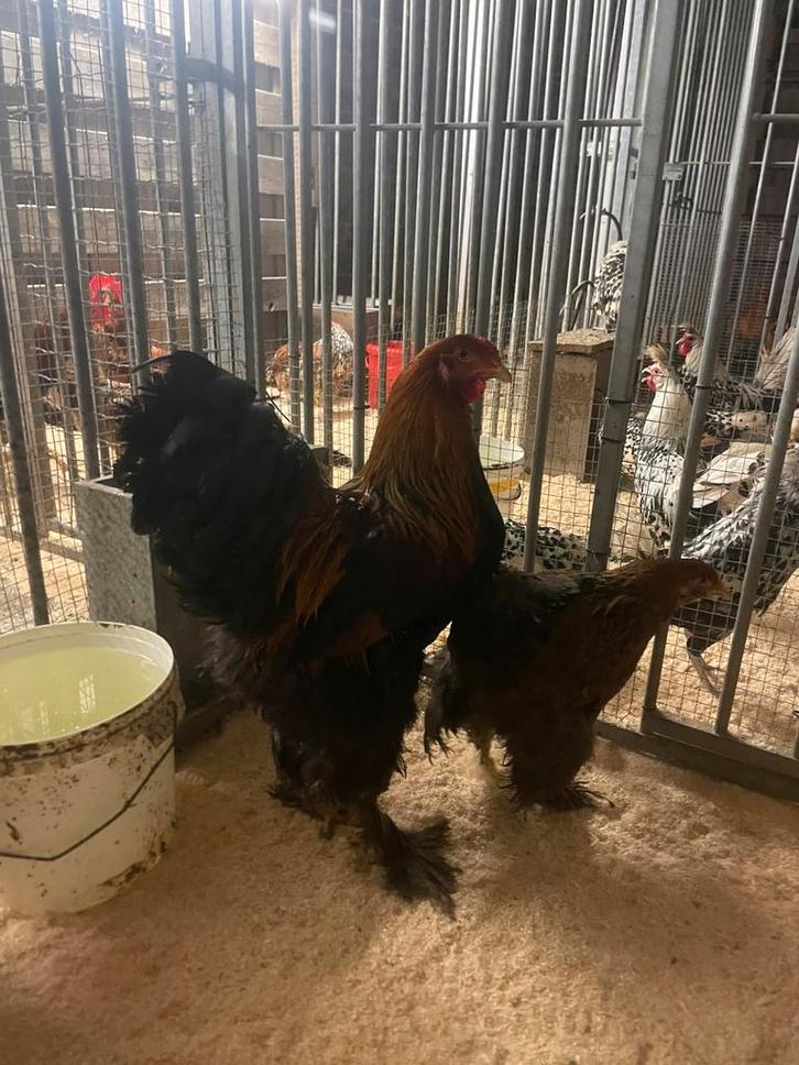 Broedeieren brahma groothoender goudpatrijs, Dieren en Toebehoren, Pluimvee