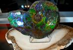 ammolite gemstone conch fossile 30cm placenticeras ammonite, Collections, Envoi, Fossile