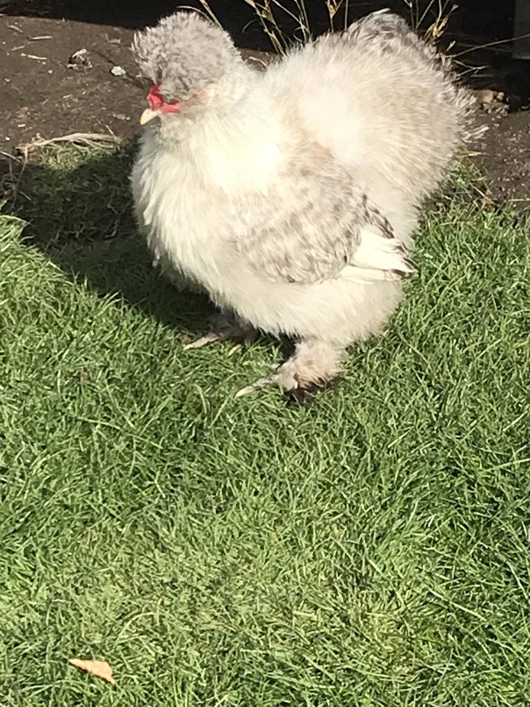 Zijdehoen haantjes, Dieren en Toebehoren, Mannelijk, Kip