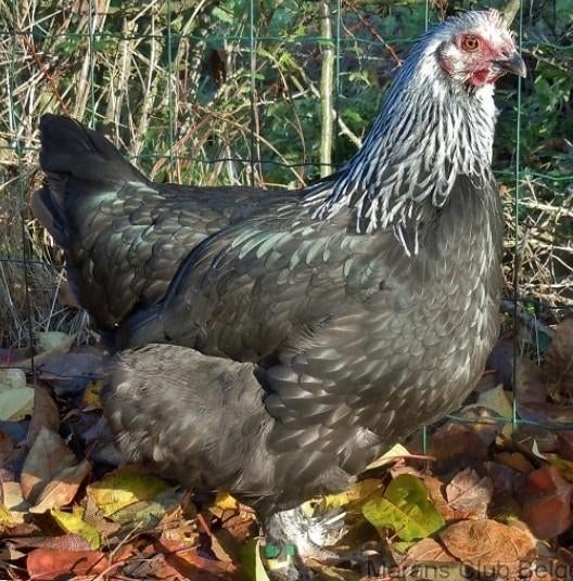 Poules pondeuses prêtes à pondre - 0472-51.09.71 - A 21h, Poule ou poulet