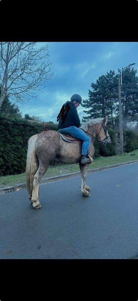 Magnifique jument cheval de trait x, Animaux & Accessoires, Chevaux, Jument