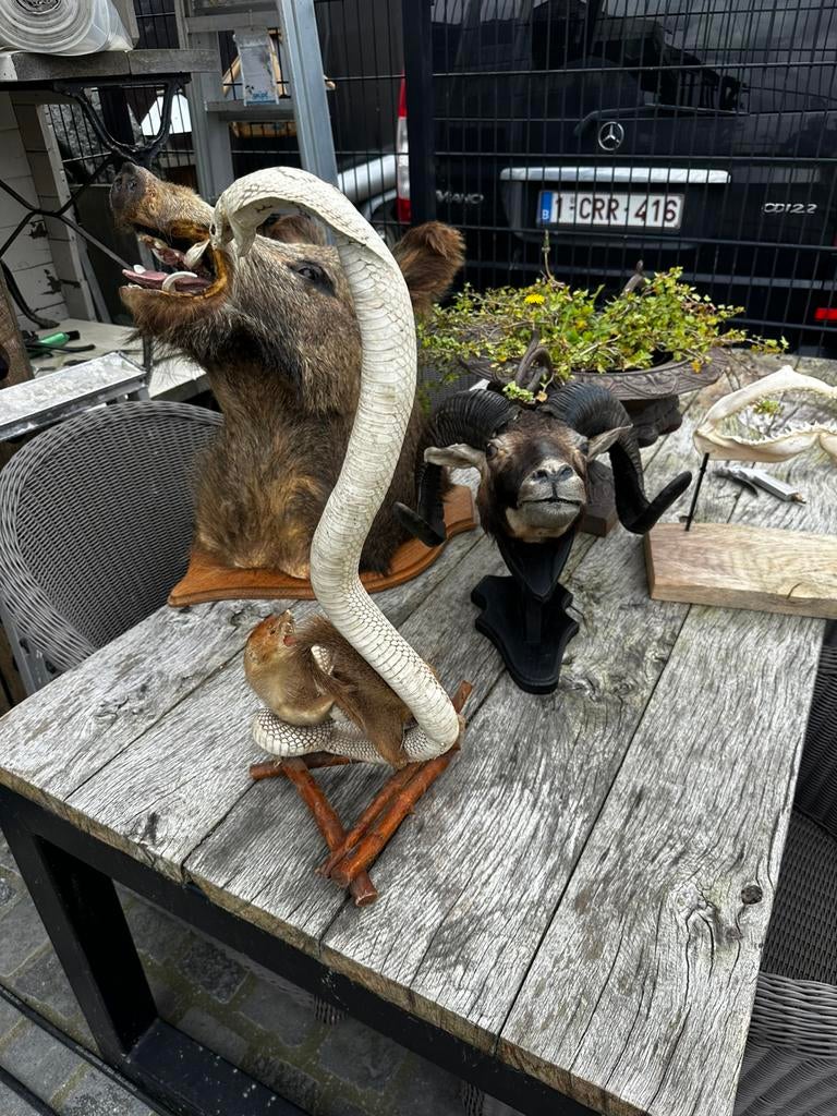 Taxidermie slang, Enlèvement
