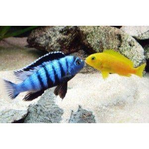 Pseudotropheus Saulosi malawi cichliden (Mbuna), Poisson, Poisson d'eau douce, Banc de poissons
