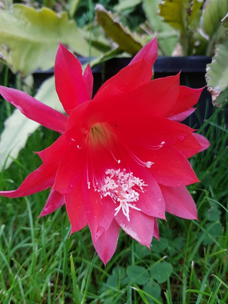 Epiphyllum stekken – rode bloemen, bloei dit of volgend jaar, Huis en Inrichting, Kamerplanten, Minder dan 100 cm, Bloeiende kamerplant
