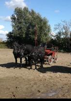 Recreatie wagen, Enlèvement, Utilisé, Récréation