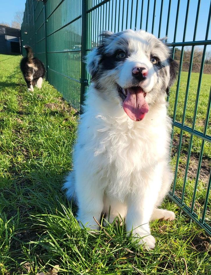 Chiots de berger australien/Chiot aussi/Berger australien, Animaux & Accessoires, Chiens | Bergers & Bouviers, Chienne, Berger