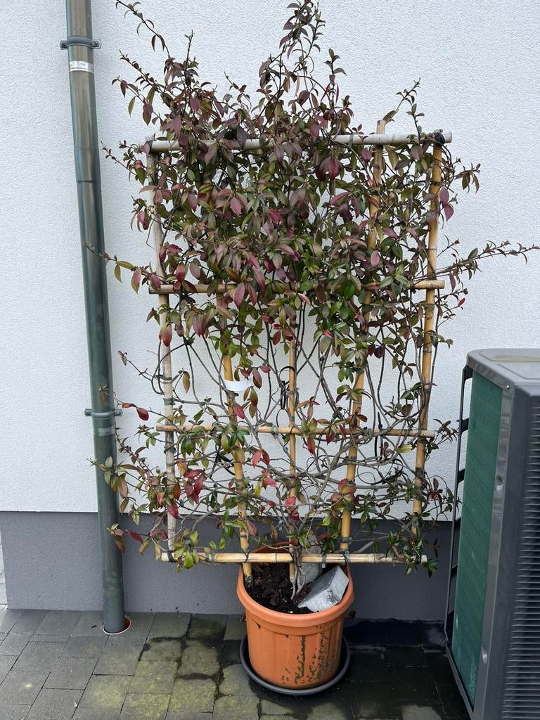 2 brise-vues jasmin étoilé 1m50, Jardin & Terrasse, Enlèvement, Été, Plante fixe, Plantes grimpantes