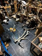 Hertengeweien koppel, Enlèvement