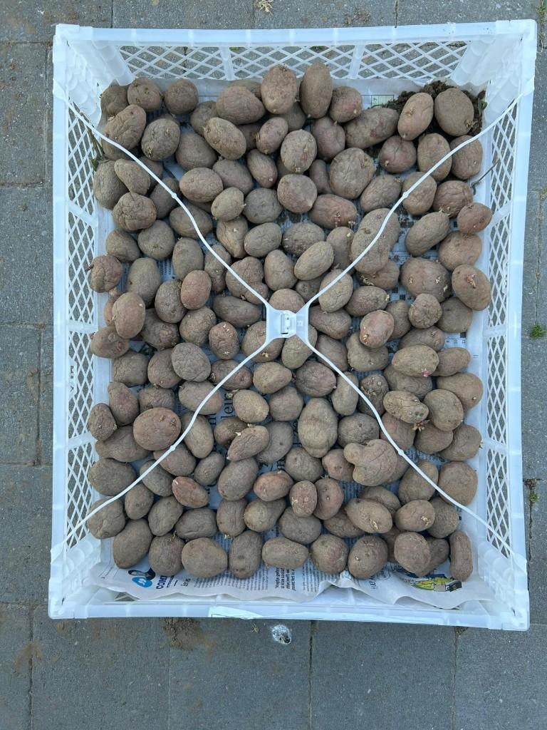 Plantaardappelen te koop, Ophalen