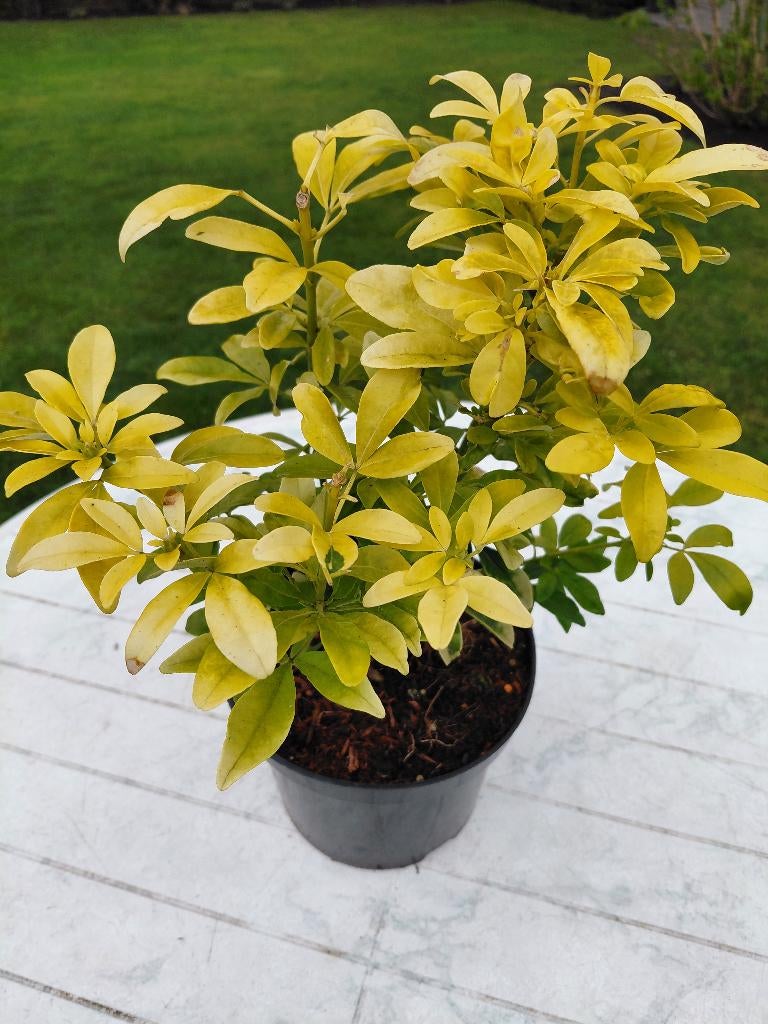 Choisya Brica, Ophalen