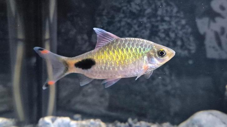 Apsara Barbeel (dawkinsia apsara), Dieren en Toebehoren, Vissen | Aquariumvissen, Zoetwatervis, Vis, Schoolvis