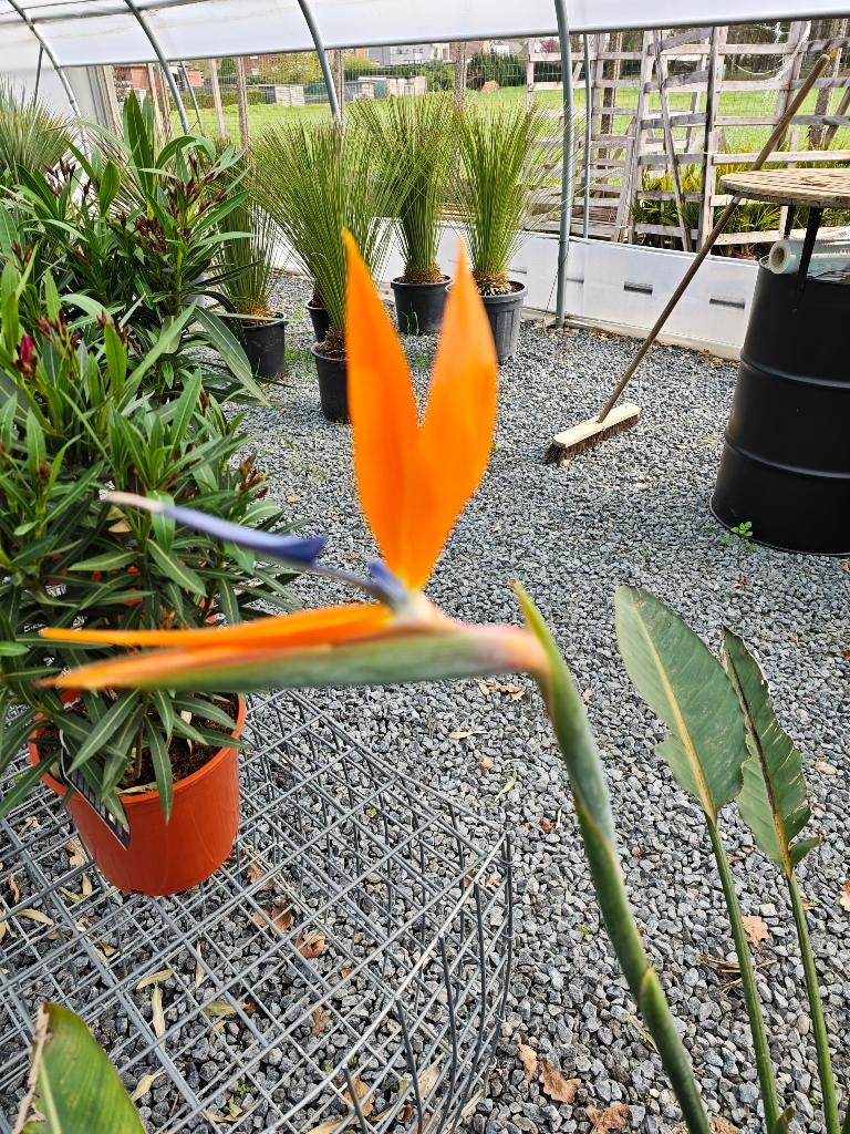 Strelitzia reginae paradijsvogelbloem, Ophalen