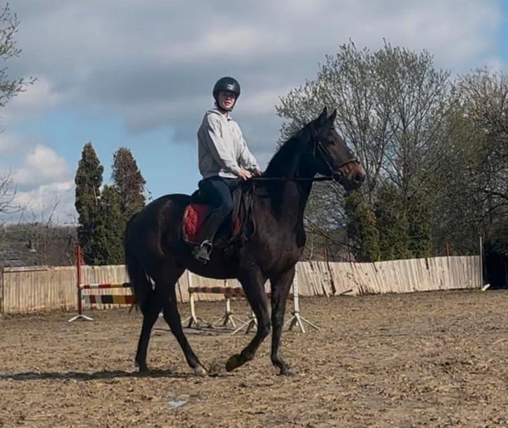 Marron super doux, Animaux & Accessoires, Poneys, Hongre, M