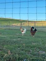 Haan te koop de bleke van de twee, Dieren en Toebehoren, Mannelijk, Kip