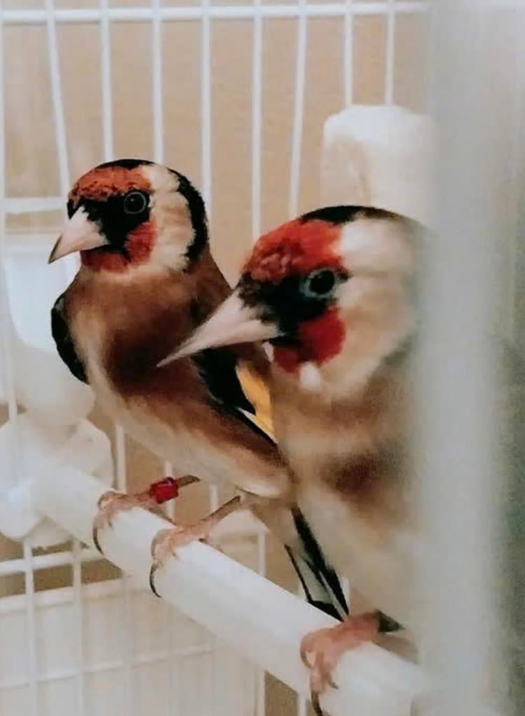 Petit chardoneret, Animaux & Accessoires