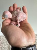 Halsbandparkiet jong voor handopfok, Dieren en Toebehoren