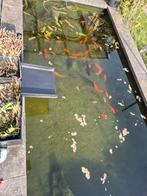 Vijvervissen te koop, Enlèvement