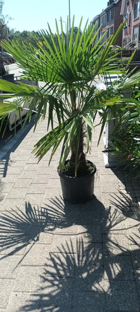 ‼️palmbomen trachycarpus fortunei aan promoprijzen ‼️, Ophalen