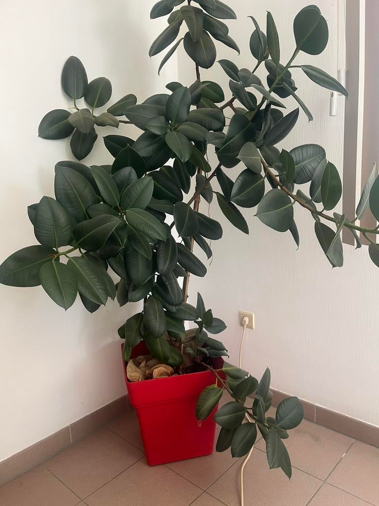 Ficus Elastica prachtige rubberplant, Huis en Inrichting, Kamerplanten, Ophalen, Ficus