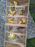 Kweekrype kanaries  30 euro koppel, Animaux & Accessoires, Oiseaux | Canaris