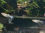 Guppies, Poisson, Poisson d'eau douce