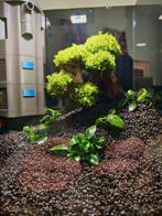 Qubiq 30 Pro compleet aquarium te koop, Ophalen, Zo goed als nieuw, Gevuld zoetwateraquarium, Oase
