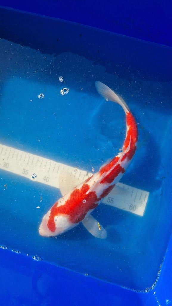 4koi's, Dieren en Toebehoren