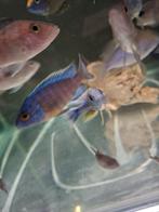 Cichlides malawi aulonocara turkish