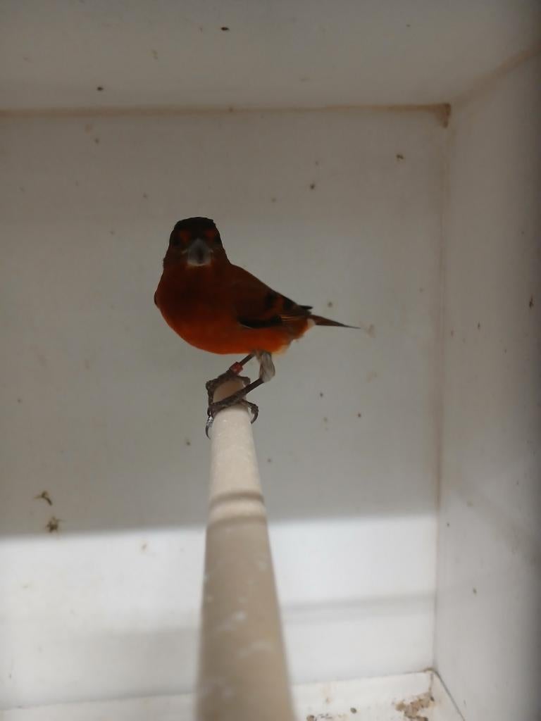 Kanarie x Kapitoensijs