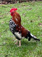 Gratis doornikse kriel haantjes, Dieren en Toebehoren, Pluimvee