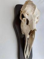 Schedel Eland, Collections, Collections Animaux, Enlèvement, Crâne
