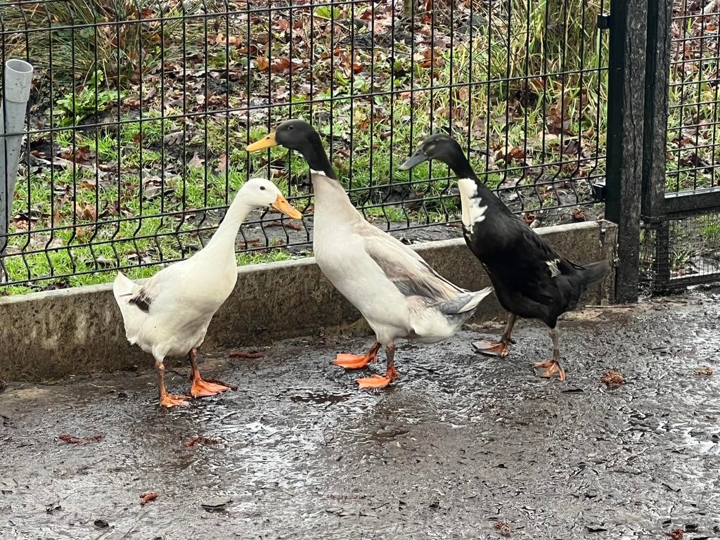 broedeieren Indische loopeend, Geslacht onbekend, Eend