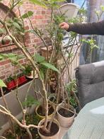 Brugmansia / Engelentrompet 150 cm/+, Tuin en Terras, Ophalen