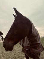 Halve stal gezocht, Jument, Avec pedigree