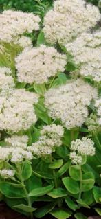 Sedum blanc, Jardin & Terrasse, Plantes | Jardin, Enlèvement