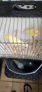 Koppel kanarie 50€, Dieren en Toebehoren, Vogels | Kanaries