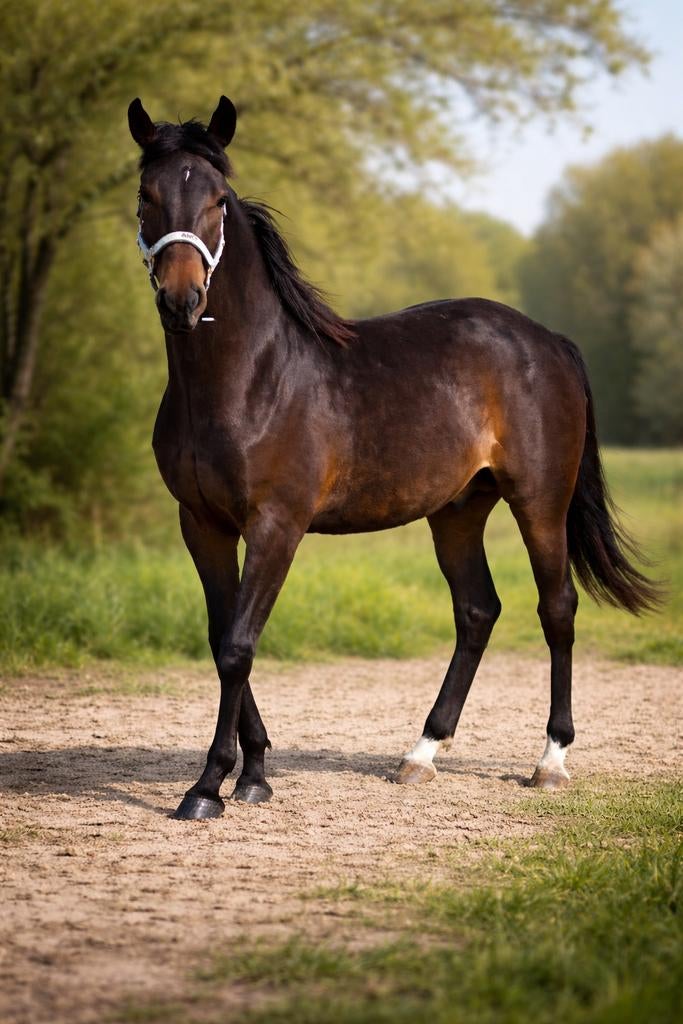 New Forest hengst / ruin D-pony, Animaux & Accessoires, Poneys, Étalon