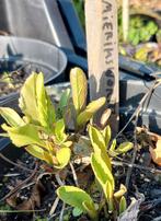 Mierikswortel, Ophalen